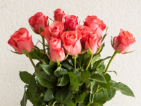 roze pixabay cc0